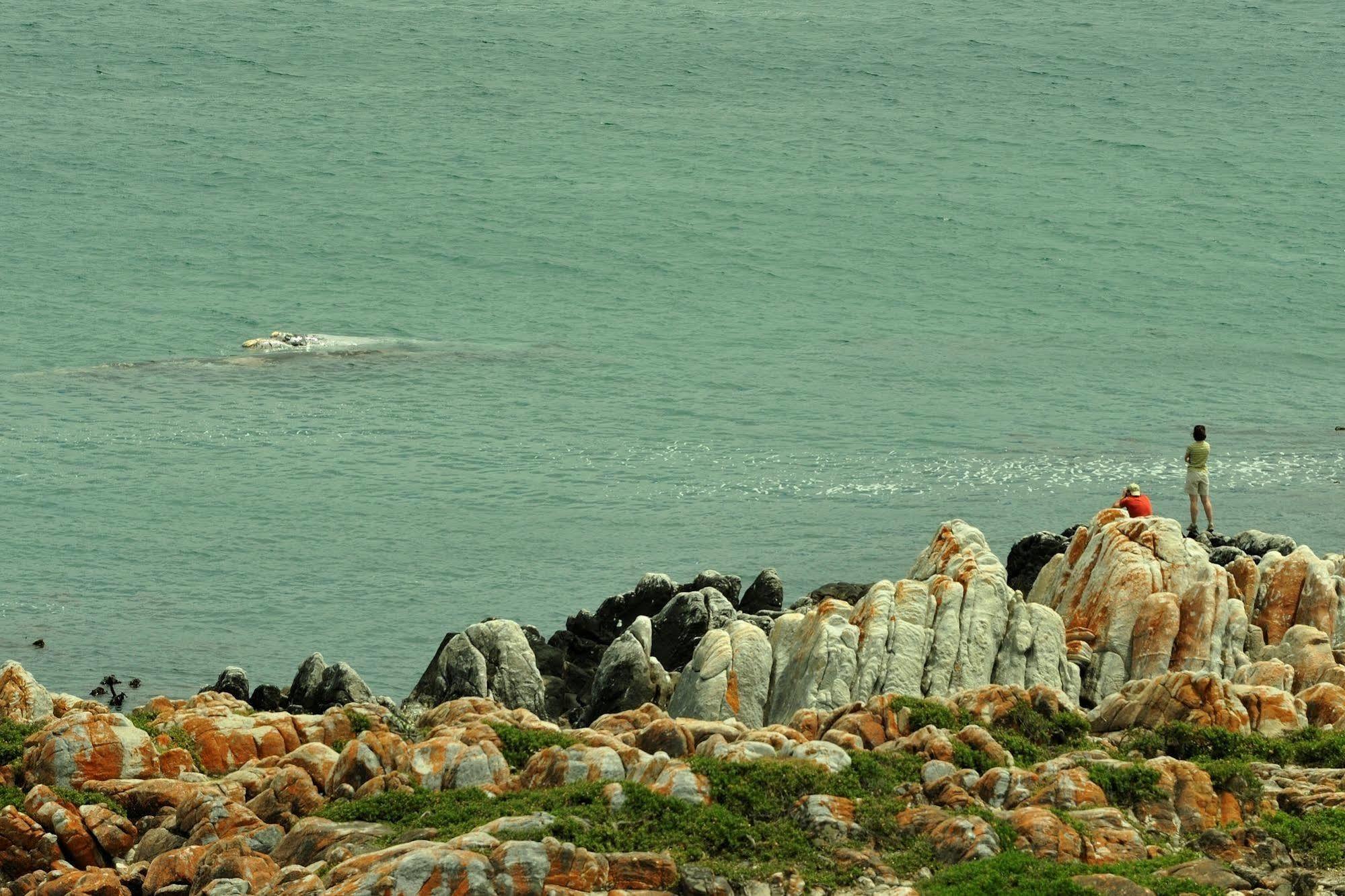 Whalesong Lodge Gansbaai Eksteriør billede